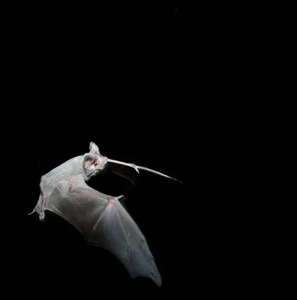 Brazilian free-tailed bat in flight at night