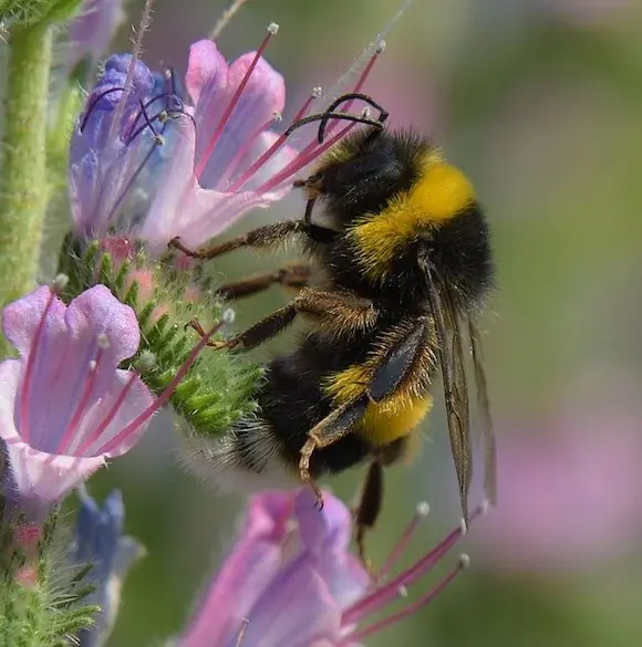 Bumblebee feeding on a pink flower
