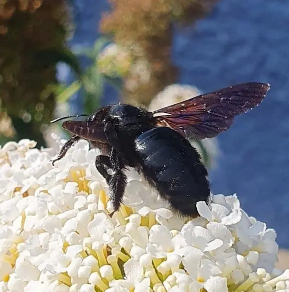 Black carpenter bee on white flowers