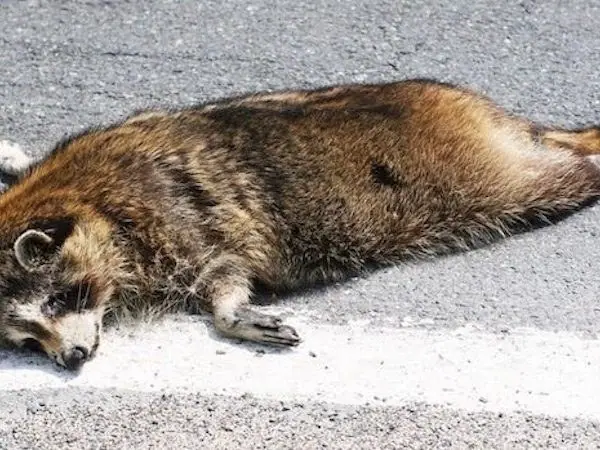 Dead raccoon on a roadside