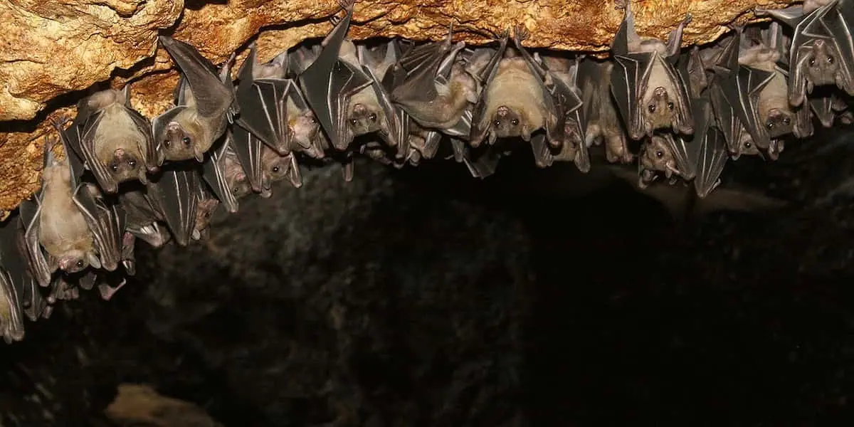 Colony of bats hanging from a rock ceiling