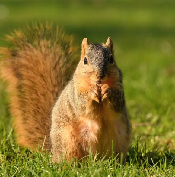 Fox squirrel eating on a lawn