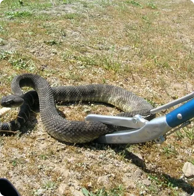 Pro Wildlife Removal technician holding a captured iguana beside a company truck