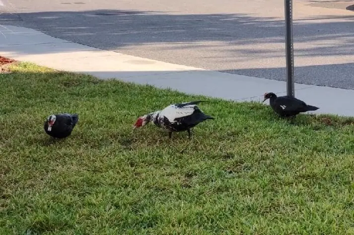 Muscovy ducks on a lawn