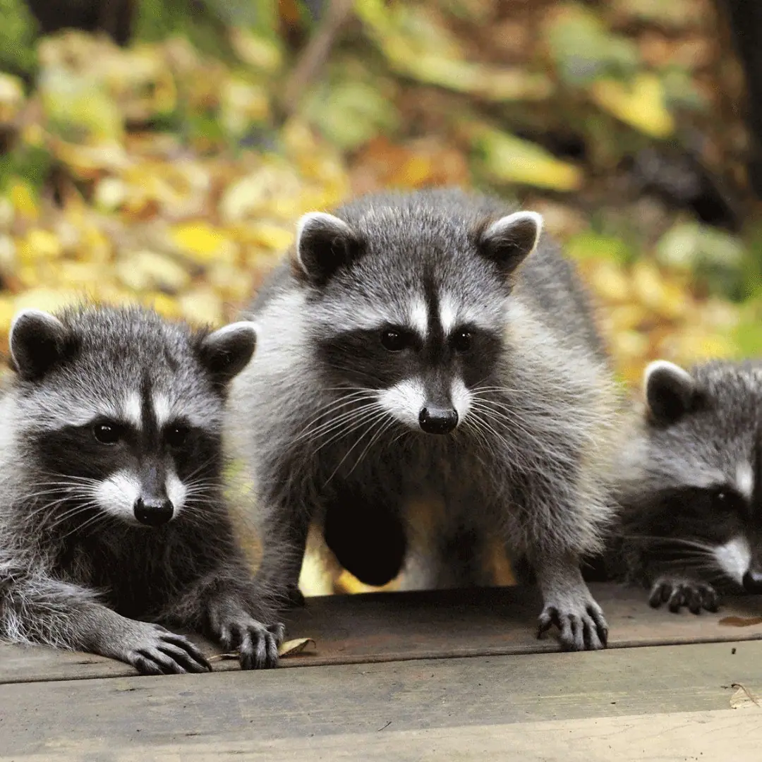 Adult raccoon with young on a deck