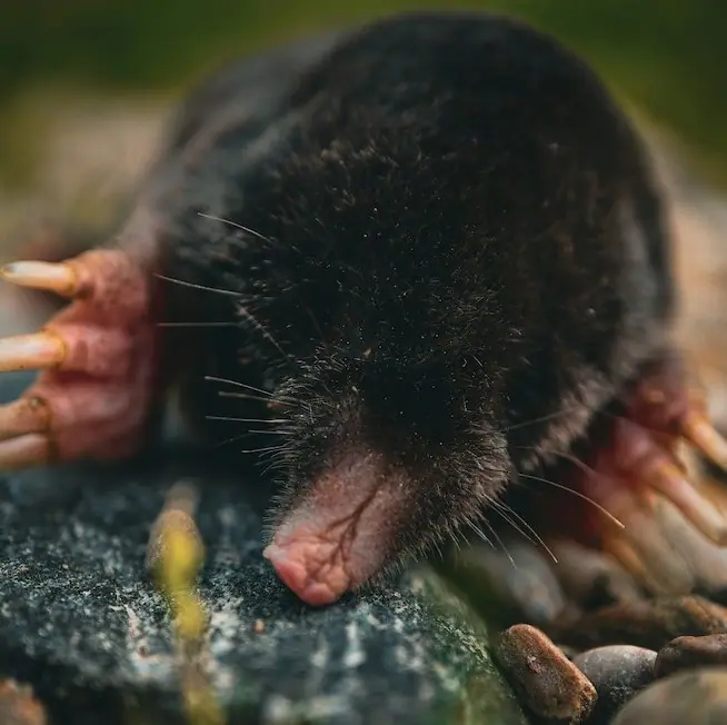 Mole digging in soil