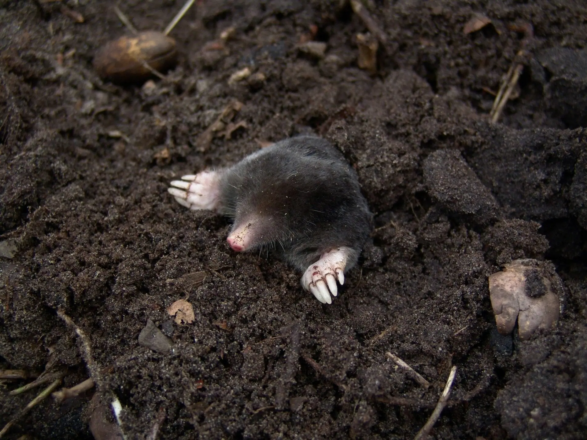 Mole surfacing from loose soil