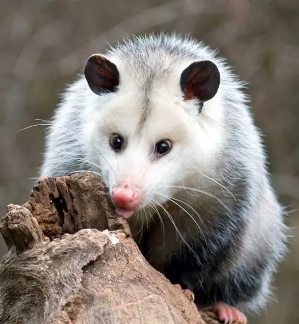 Opossum on a log