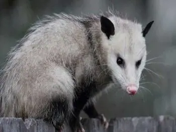 Opossum on a wooden fence