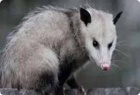 Opossum looking at the camera