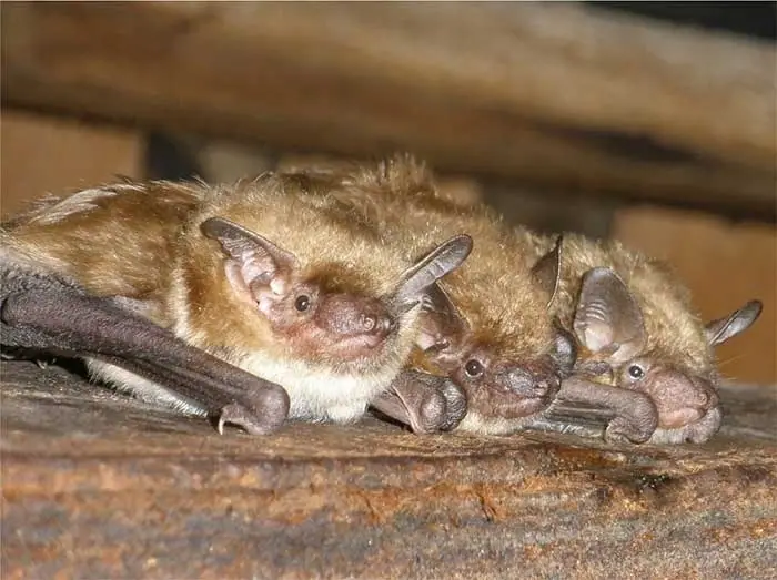 Brown bats huddled together on a ledge
