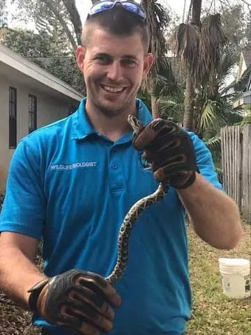 Pro Wildlife Removal technician holding a captured snake