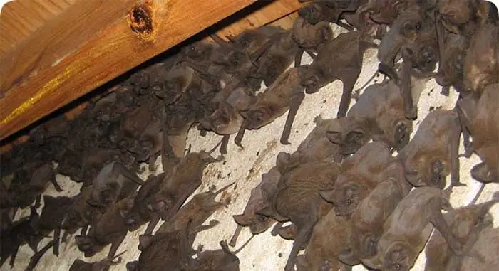 Large colony of bats roosting under a roof