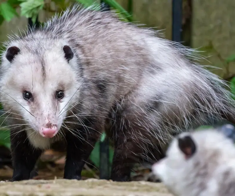 Opossum looking at the camera