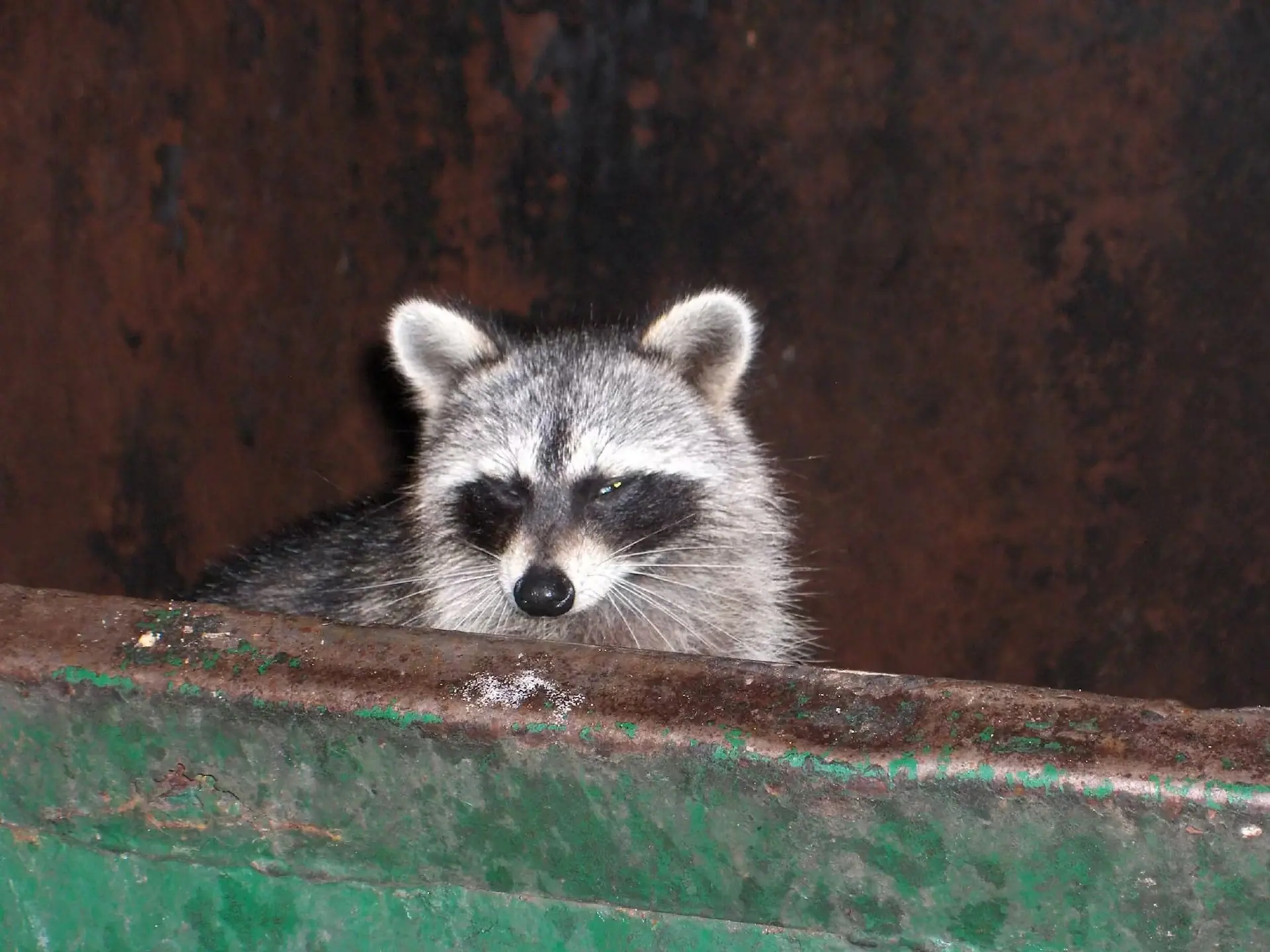 Raccoon peering over the edge of a dumpster