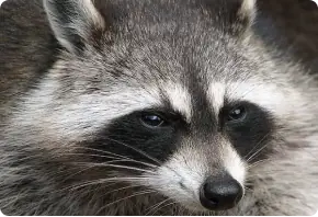 Close-up of a raccoon's face