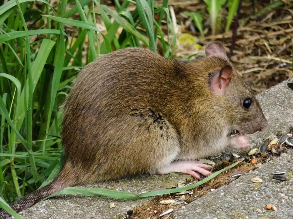 Rat moving through landscaping beside a home