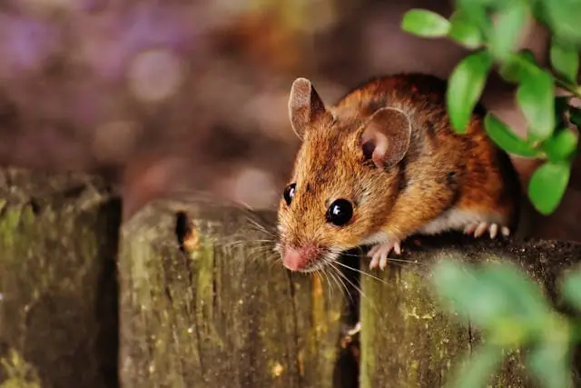 Mouse on a fence post