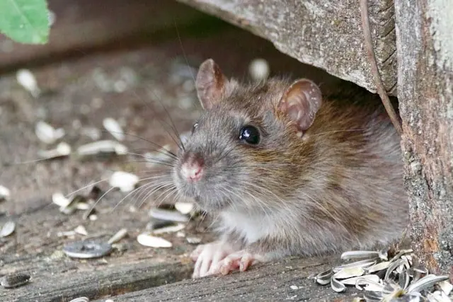 Rat under a wooden step with scattered seeds