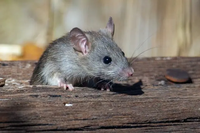 Rat on a wooden beam inside a building