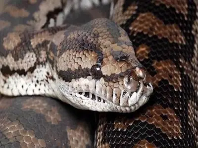 Close-up of a patterned python