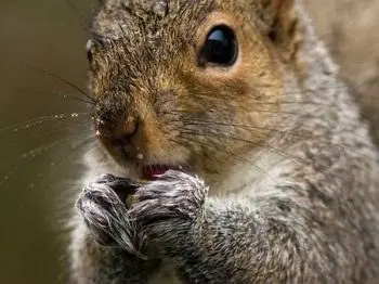 Close-up of a gray squirrel eating