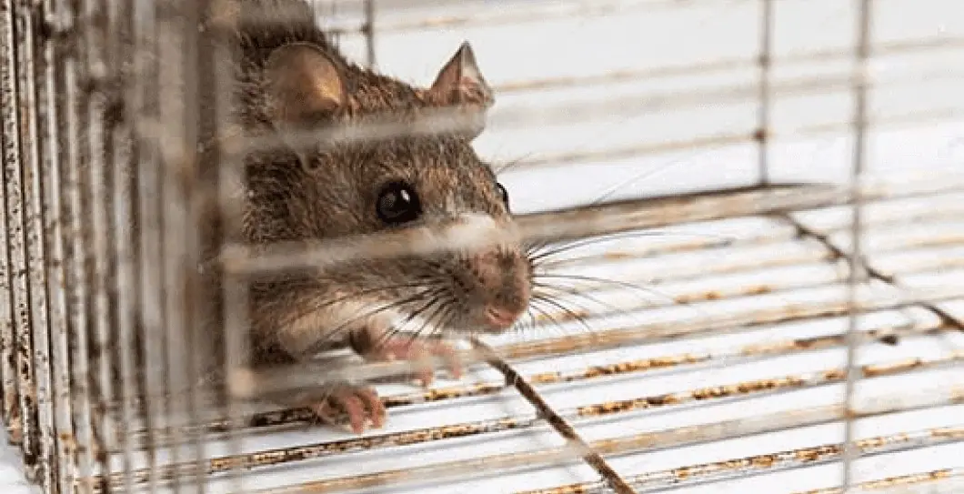 Rat peering through the bars of a cage trap