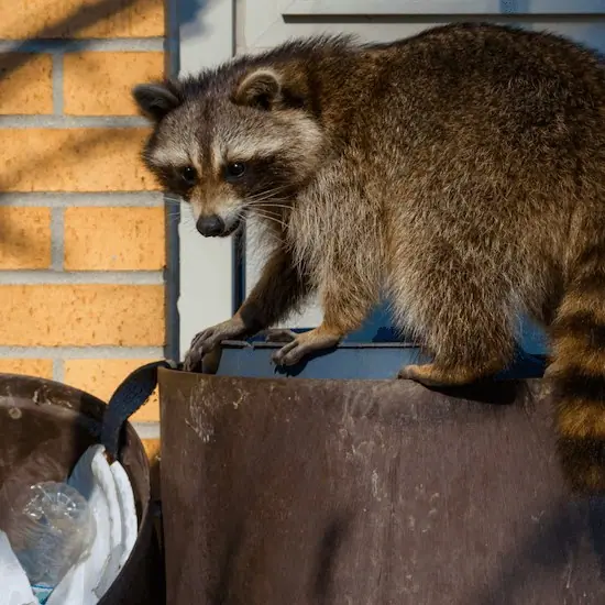Raccoon climbing on a trash can