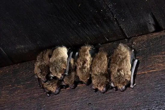Bats roosting under a wooden board