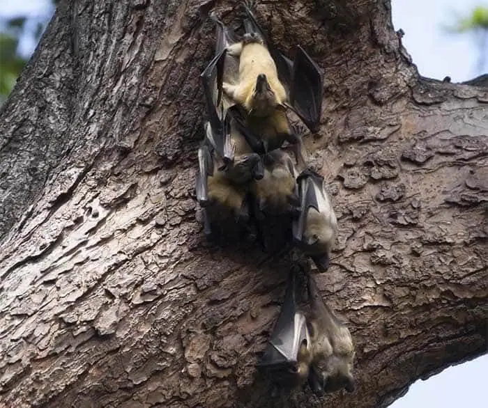 Bats roosting on a tree trunk